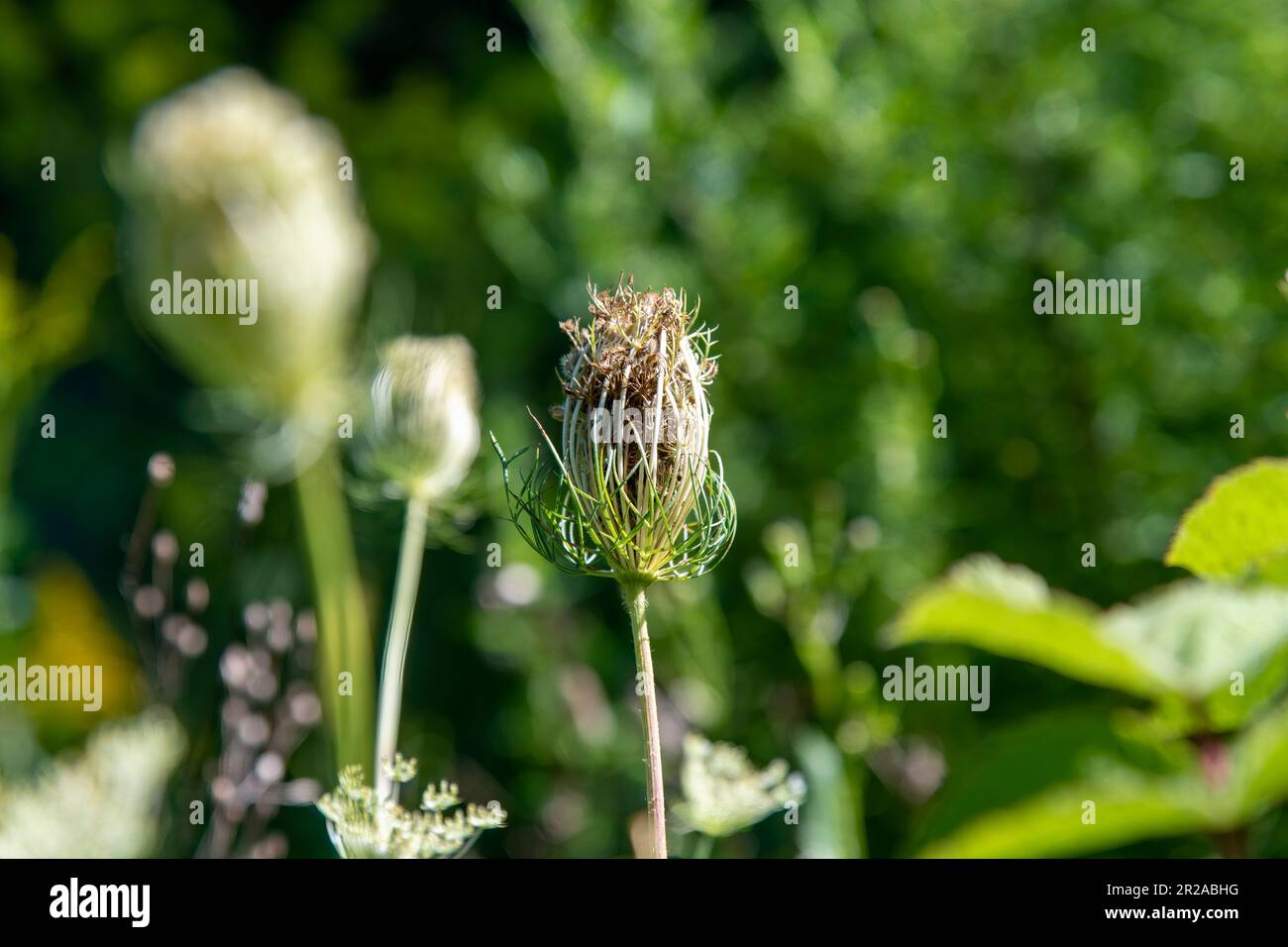 Primo piano di una testa di carota selvatica essiccata (carota Daucus) o pizzo della regina Anna con sfondo riempito con fiori selvatici fuori fuoco Foto Stock