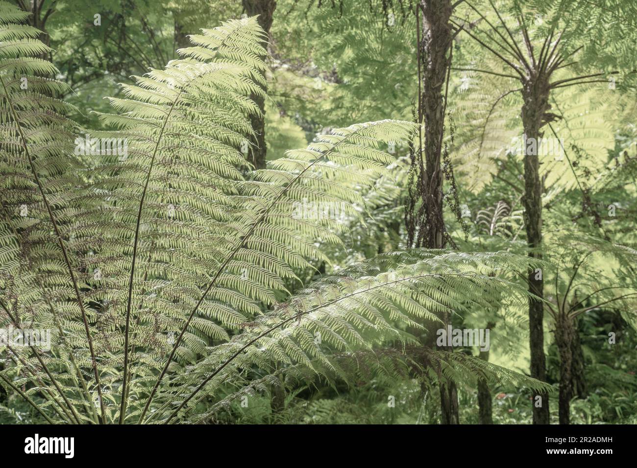 Felci verdi giganti nei giardini di Monserrate Palace, Sintra, Portogallo Foto Stock
