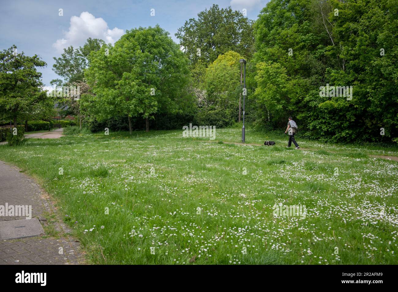 Il Consiglio di Harrow partecipa a NOMOWMAY, un'iniziativa per la plantlife, nel maggio 2023. Canonica Lane Stanmore, Harrow. NESSUN MOW PUÒ Foto Stock