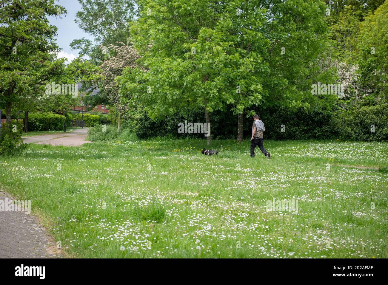 Il Consiglio di Harrow partecipa a NOMOWMAY, un'iniziativa per la plantlife, nel maggio 2023. Canonica Lane Stanmore, Harrow. NESSUN MOW PUÒ Foto Stock