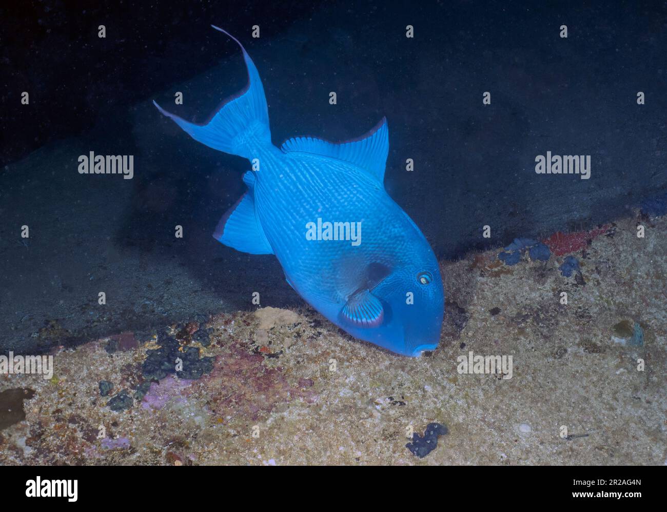 Un triggerfish blu (Pseudobalistes fuscus) nel Mar Rosso, Egitto Foto Stock