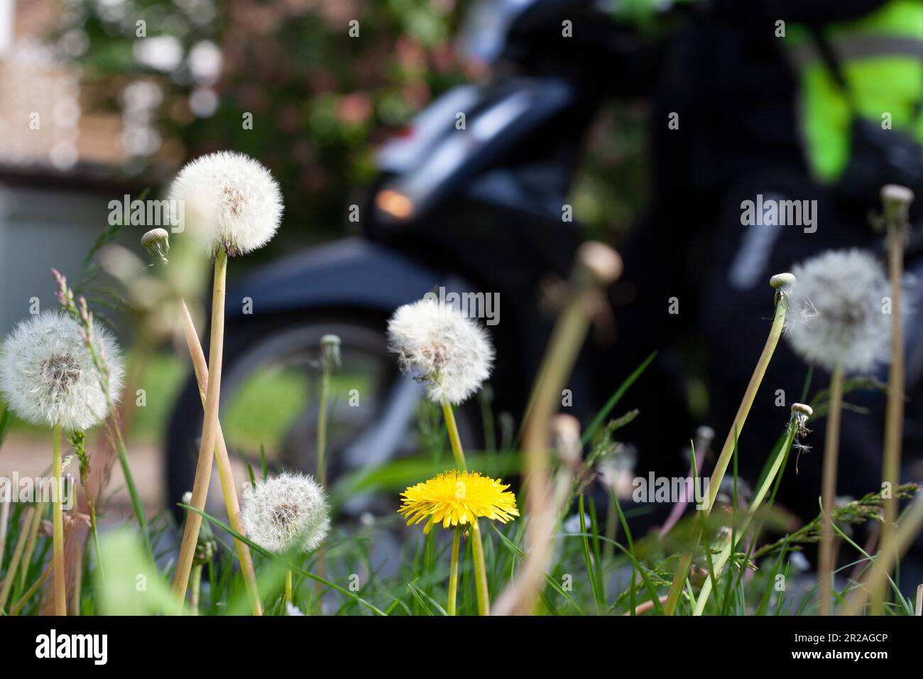 Londra, Regno Unito, 18 maggio 2023: Il Lambeth Council nel sud di Londra ha uno schema sperimentale in cui alcuni versanti sulle "strade delle api" non sono inseminate. Ciò consente ai fiori e alle piante selvatiche di crescere, fornendo cibo agli insetti e aumentando la biodiversità. Il giardiniere Alan Titchmarsh ha criticato gli sforzi di rewilding, ma gli spazi verdi urbani possono essere cruciali nella protezione degli insetti dalla perdita dell'habitat. Anna Watson/Alamy Live News Foto Stock