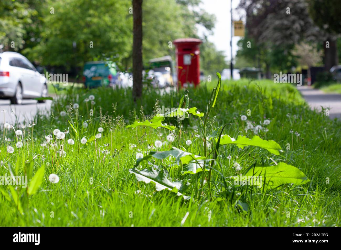Londra, Regno Unito, 18 maggio 2023: Il Lambeth Council nel sud di Londra ha uno schema sperimentale in cui alcuni versanti sulle "strade delle api" non sono inseminate. Ciò consente ai fiori e alle piante selvatiche di crescere, fornendo cibo agli insetti e aumentando la biodiversità. Il giardiniere Alan Titchmarsh ha criticato gli sforzi di rewilding, ma gli spazi verdi urbani possono essere cruciali nella protezione degli insetti dalla perdita dell'habitat. Anna Watson/Alamy Live News Foto Stock
