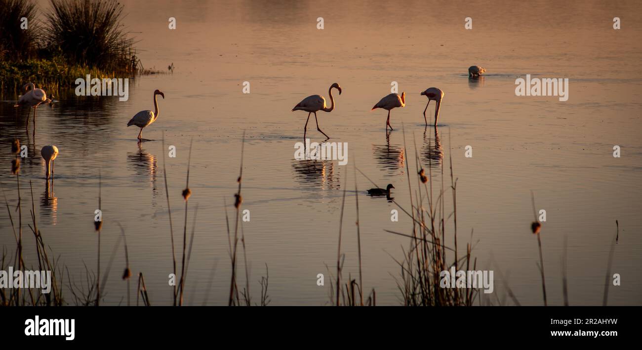 Riserva naturale della Laguna di El Rocio per gli uccelli acquatici nel Parco Nazionale del Coto de Doñana in Andalusia Spagna Foto Stock