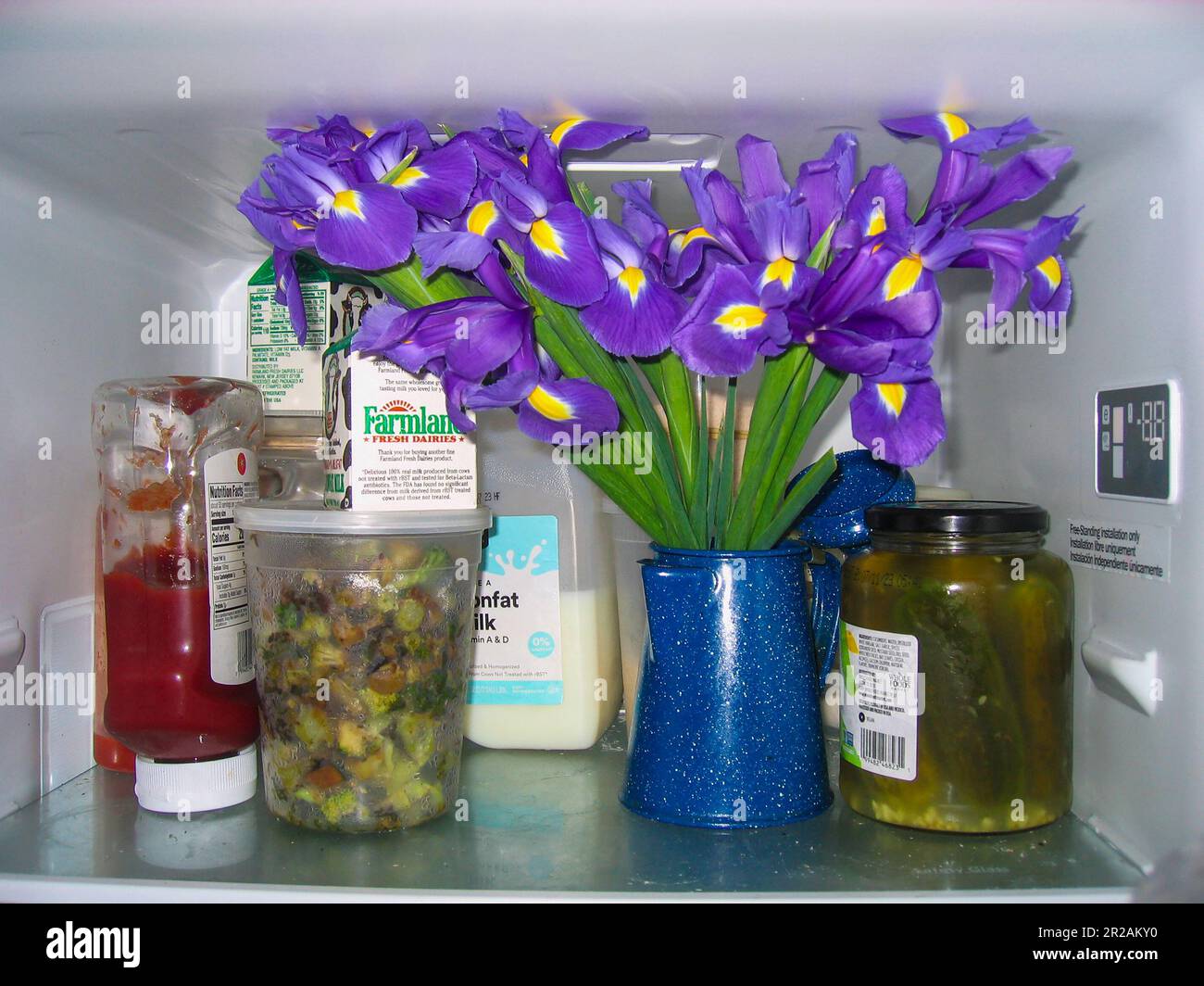 Bouquet di iridi conservato fresco in frigorifero a New York il Venerdì 28 aprile 2023. (© Richard B. Levine) Foto Stock