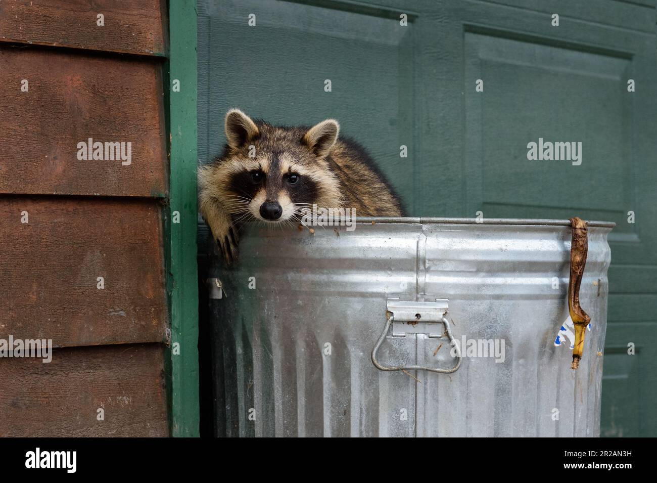 Raccoon (Procyon Lotor) si appoggia sul bordo della spazzatura con Banana Peel - animale prigioniero Foto Stock