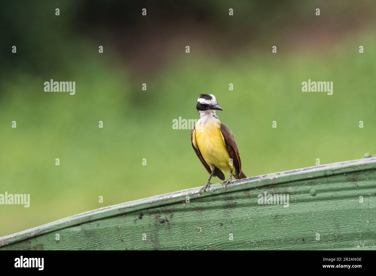 Il grande Kiskadee (Pitangus sulfuratus) a Panama Foto Stock