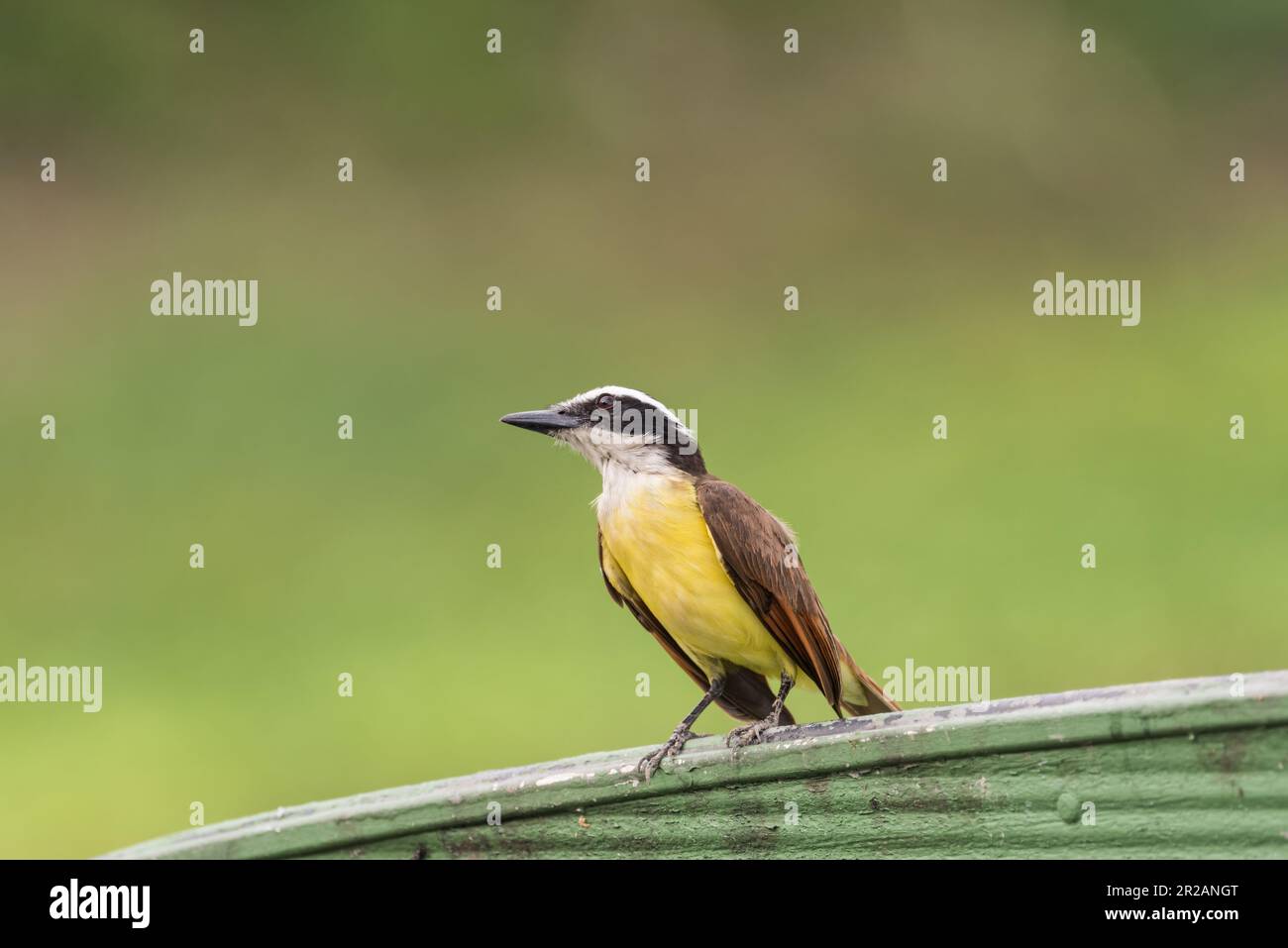 Il grande Kiskadee (Pitangus sulfuratus) a Panama Foto Stock