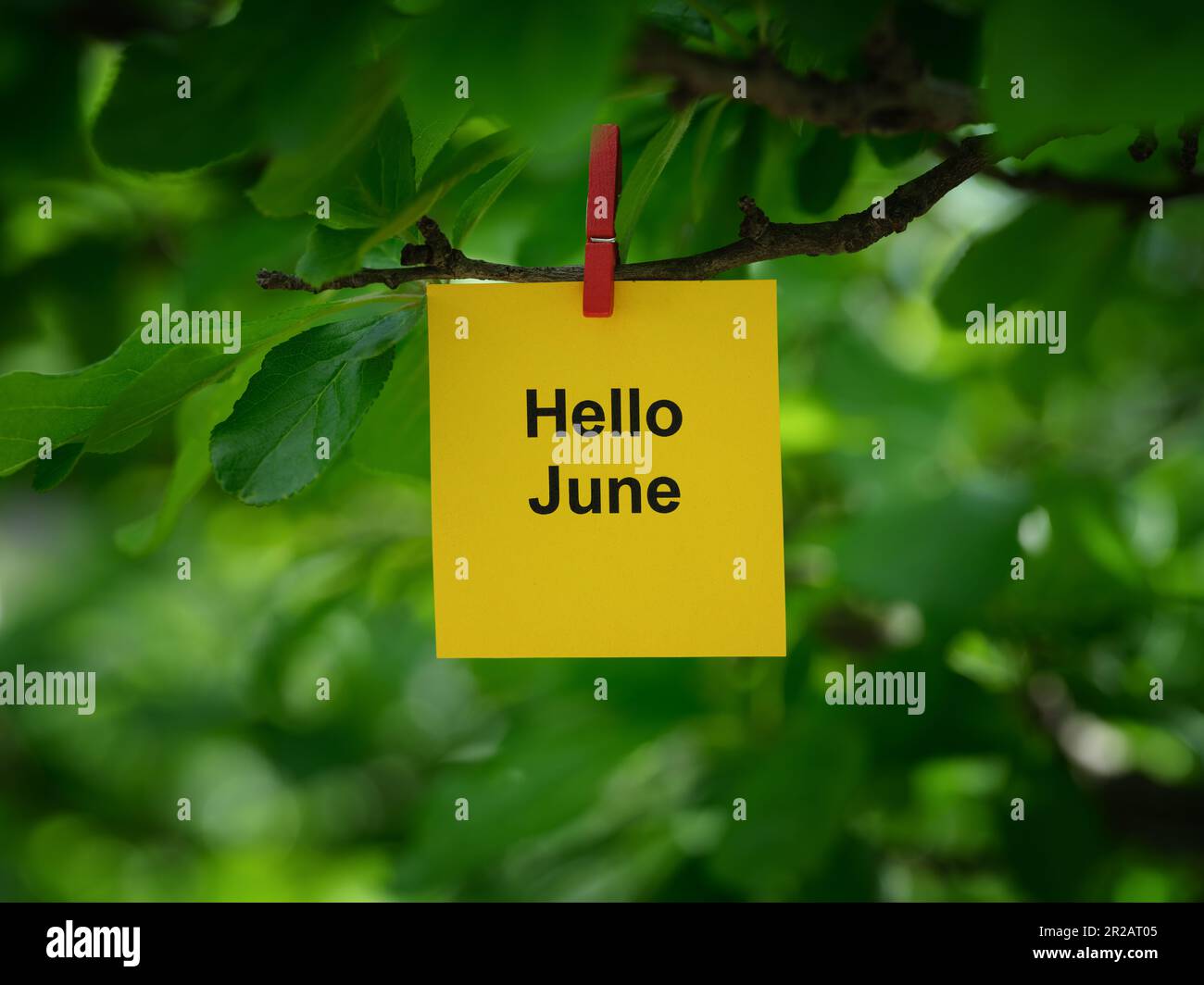 Una nota di carta gialla con le parole Hello June su di essa allegata ad un ramo d'albero con un spilla vestiti. Primo piano. Foto Stock
