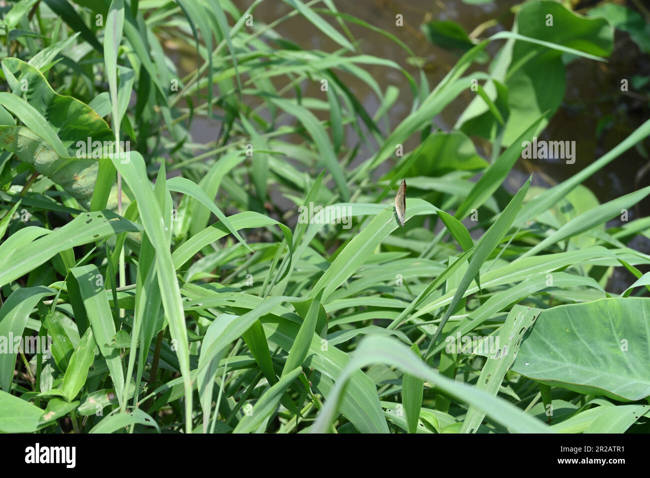 Vista posteriore di una farfalla seduta con ali ripiegate su una foglia d'erba, circondata dall'erba cresce vicino ad un piccolo ruscello Foto Stock
