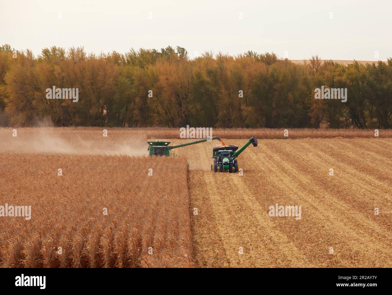 Raccolto di mais dell'Iowa Foto Stock