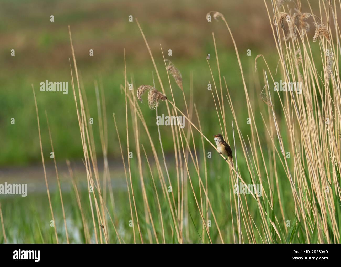 Trebbin, Germania. 15th maggio, 2023. 15.05.2023, Trebbin. Un grande guerriere di canna (Acrocephalus arundinaceus) si aggrappa ad una canna accanto ad uno stagno in una riserva naturale nel Brandeburgo Trebbin e canta le sue strane scricchiolanti. L'uccello vive nelle canne, dove si muove in modo difensivo salendo e scendendo i gambi. Credit: Wolfram Steinberg/dpa Credit: Wolfram Steinberg/dpa/Alamy Live News Foto Stock