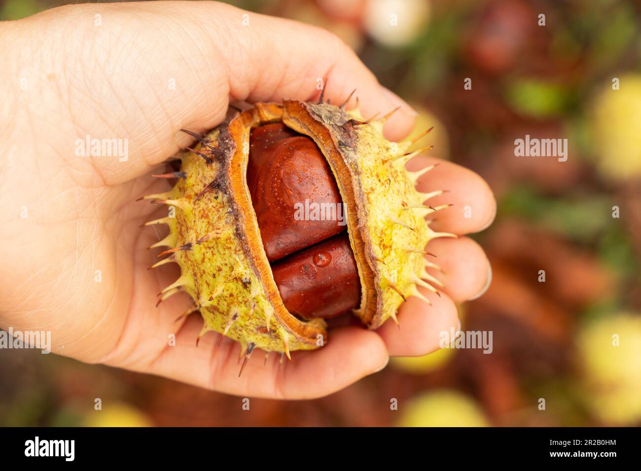 mano con castagno verde aperto, natura autunnale Foto Stock