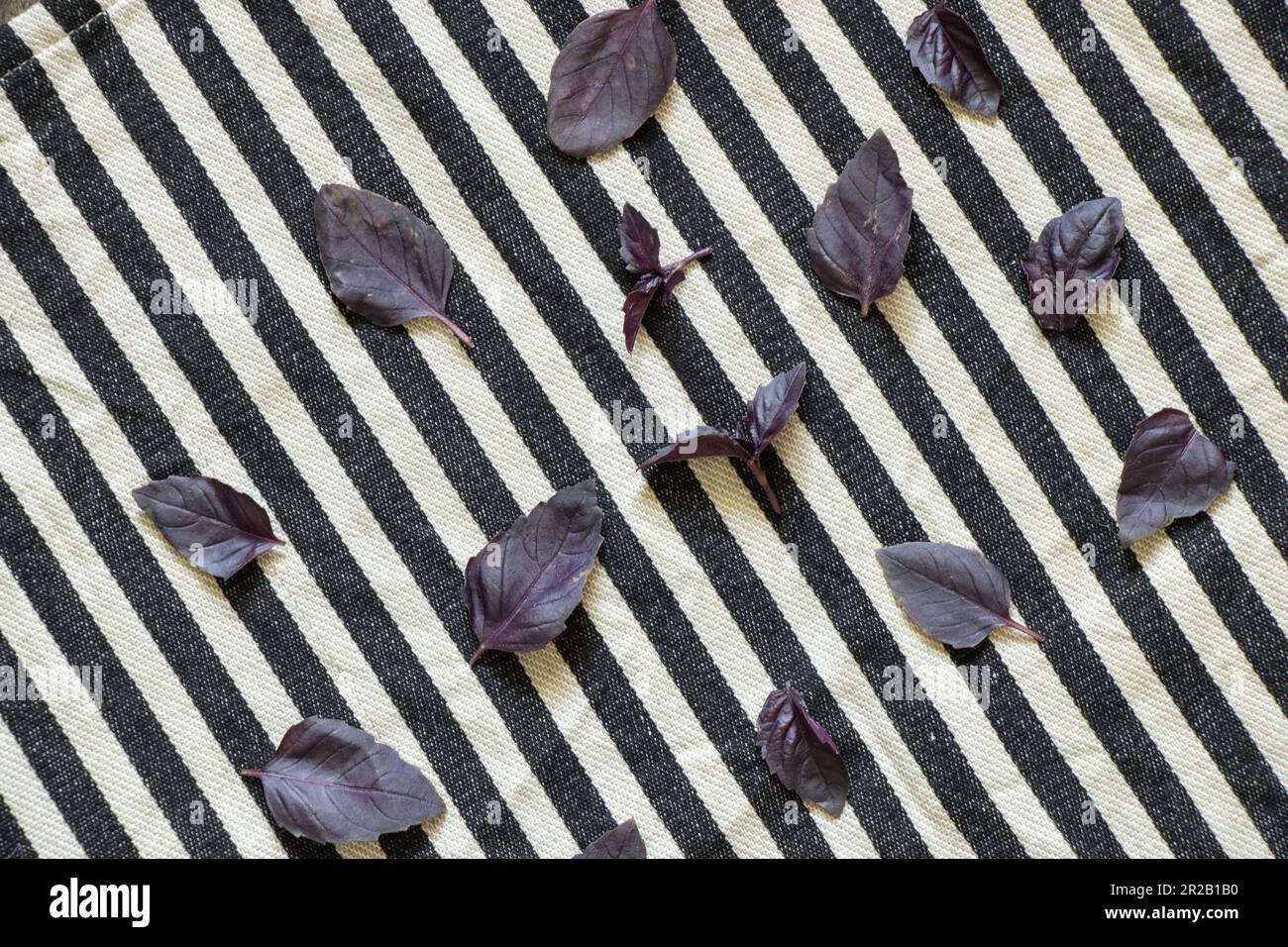le foglie di basilico rosso giacciono su uno sfondo bianco e nero a strisce su un tavolo Foto Stock