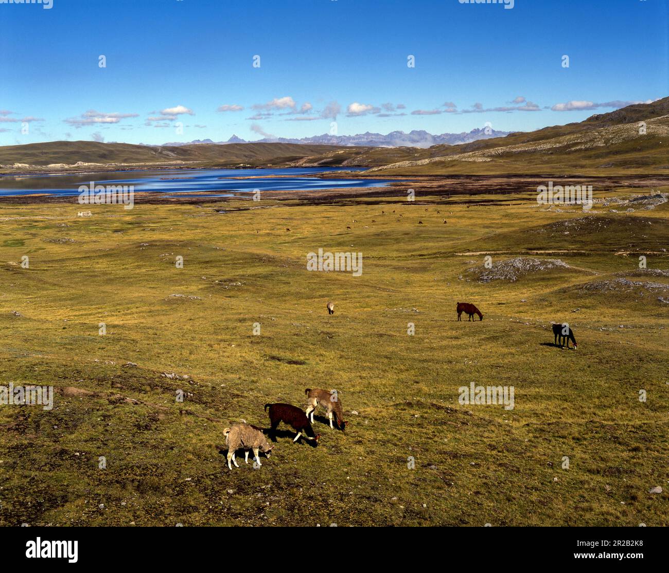 Peru.Pasco.Llamas en la puna. Foto Stock