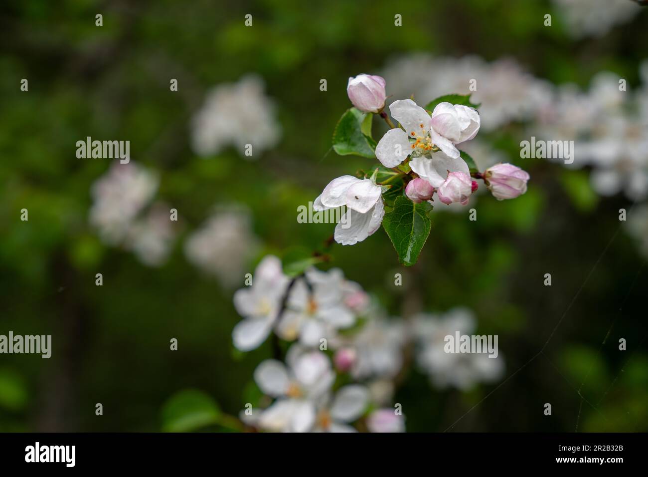Fiori primo piano su un ramo di mela su uno sfondo di giardino sfocato dopo la pioggia. Sfondo. Messa a fuoco selettiva Foto Stock