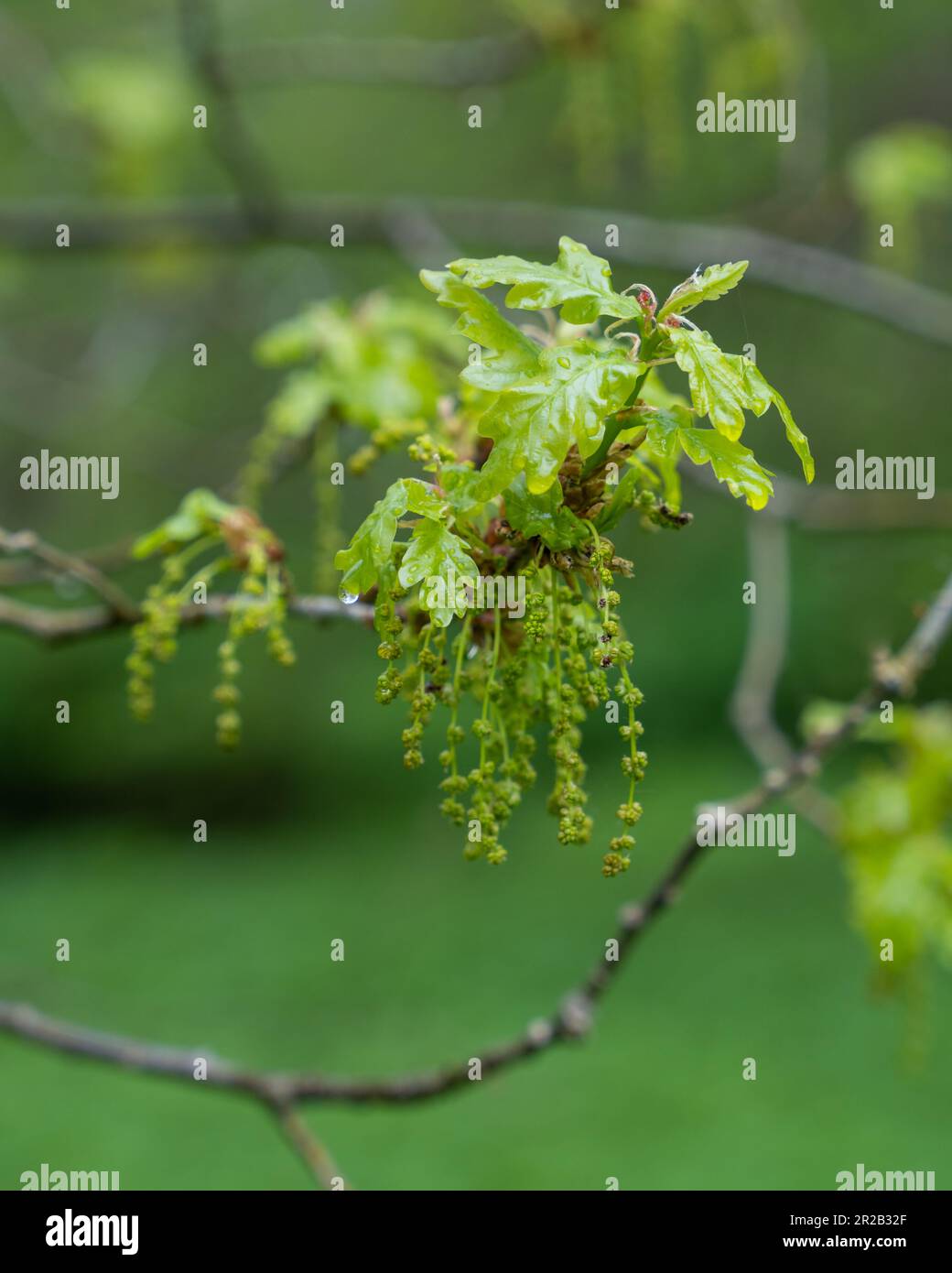 Un ramo di una quercia fiorita con foglie giovani e cetriolini in primavera. Giorno piovoso. Messa a fuoco selettiva. Foto Stock