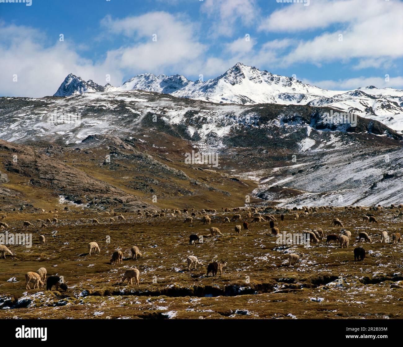 Peru.Huancavelica.Paisaje de nevados y alpacas en la puna. Los Andes Foto Stock