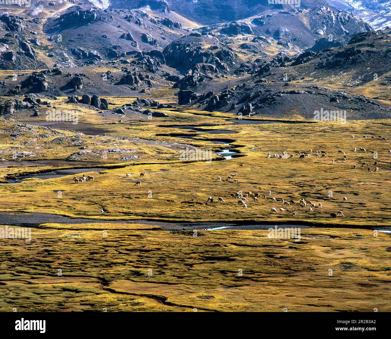 Paesaggi della regione di Huancavelica, alpaca innevati e lagune negli altopiani. Foto Stock