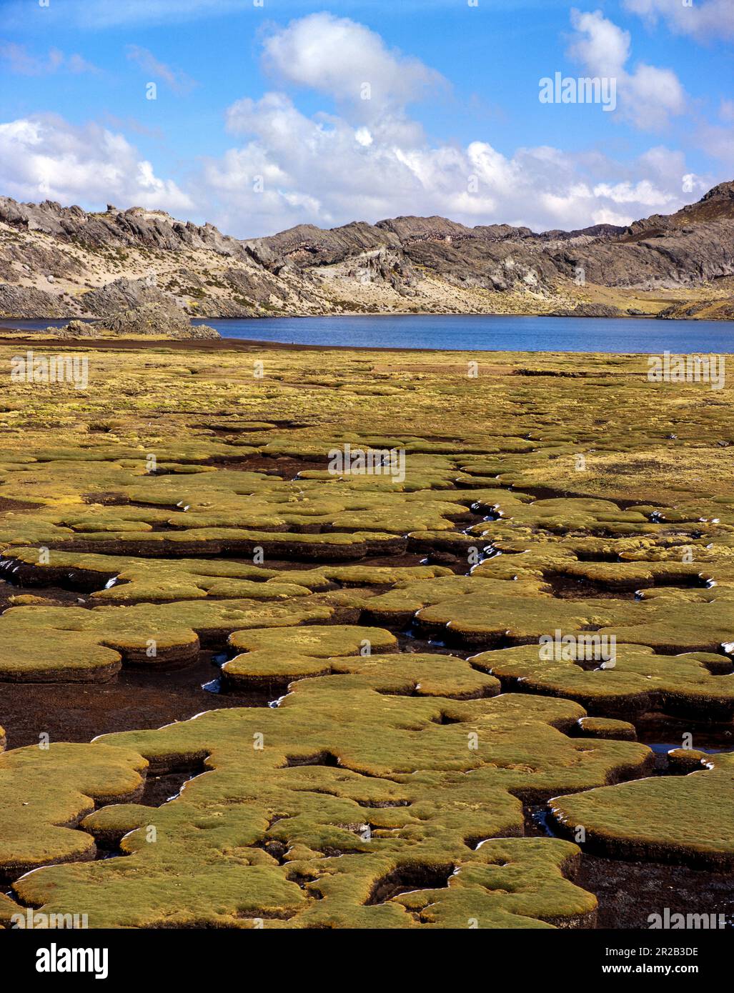 Paesaggi della regione di Huancavelica, alpaca innevati e lagune negli altopiani. Foto Stock