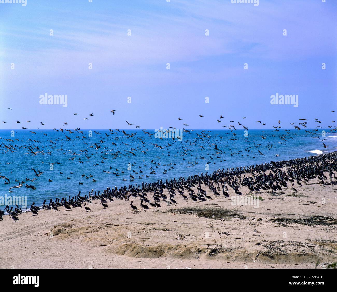 Colonie pelicane peruviane sulla costa di Tumbes, nel nord del Perù. Foto Stock