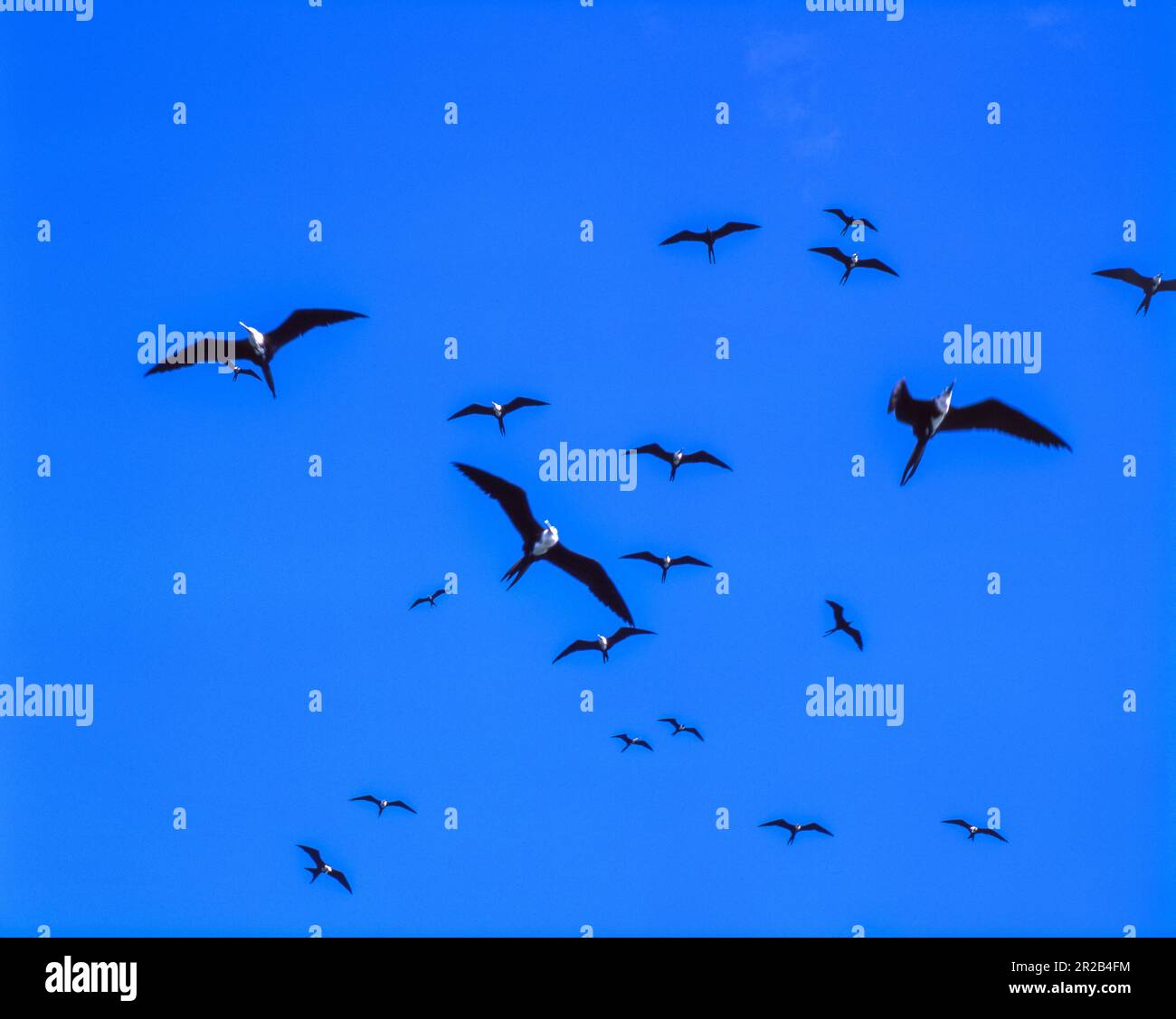 Perù.Tumbes.Santuario Nazionale di Los Manglares.vegetazione di mangrovie e uccelli selvatici Foto Stock