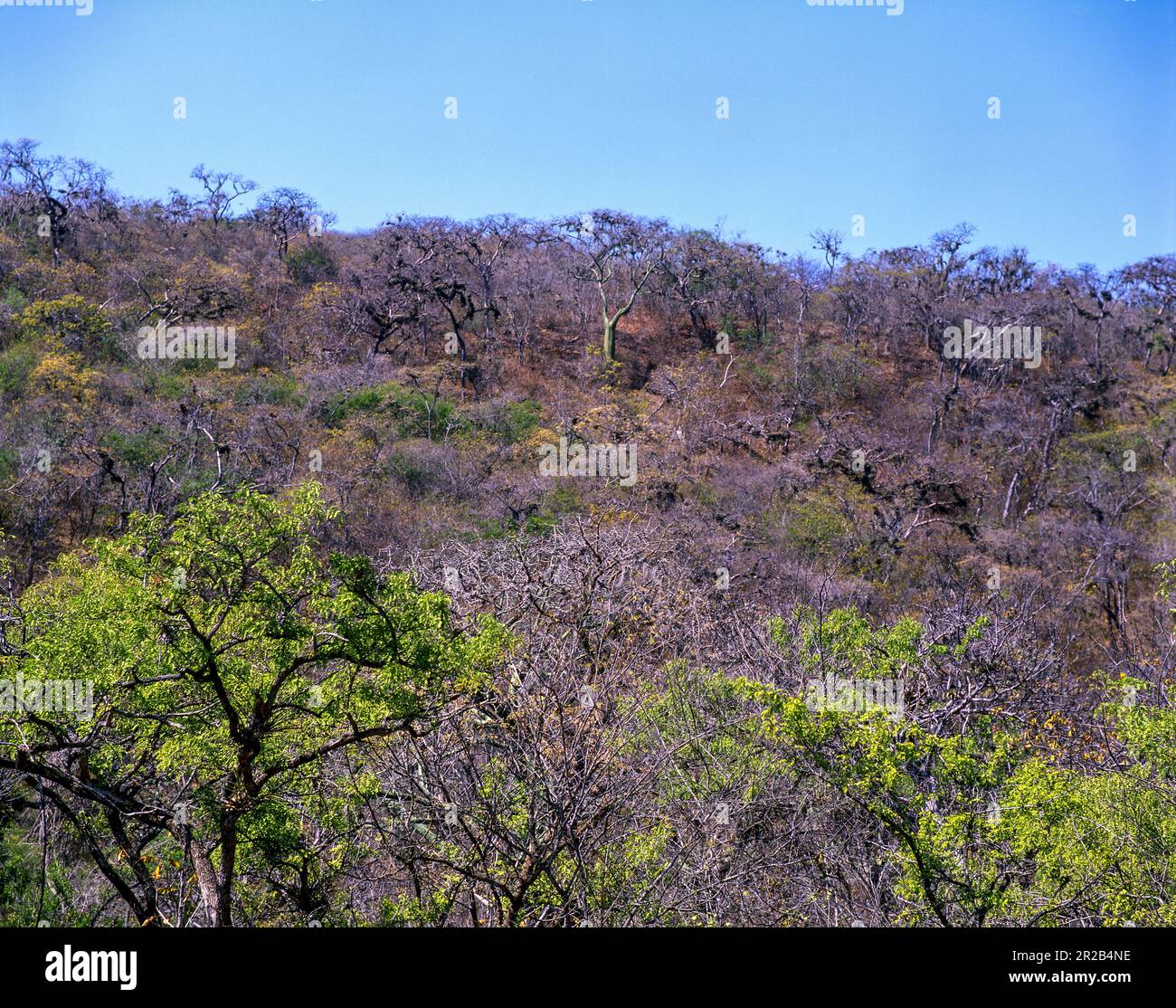 Peru.Tumbes.Parco Nazionale Cerros de Amotape.Foresta Bombax Foto Stock