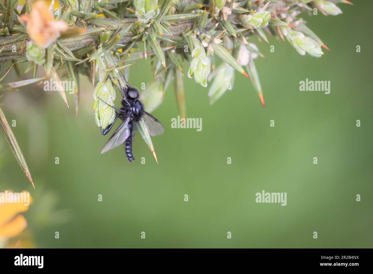 Nella brughiera sopra la Valle di Heddon una mosca di San Marco (Bibio marci) poggia su un ramo di gola Foto Stock