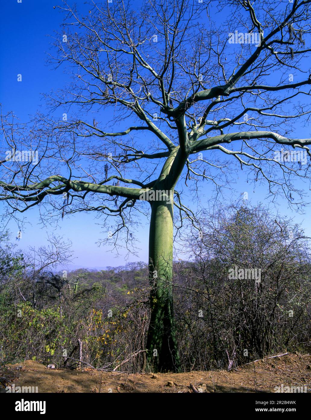 Peru.Tumbes.Parco Nazionale Cerros de Amotape.Foresta Bombax Foto Stock