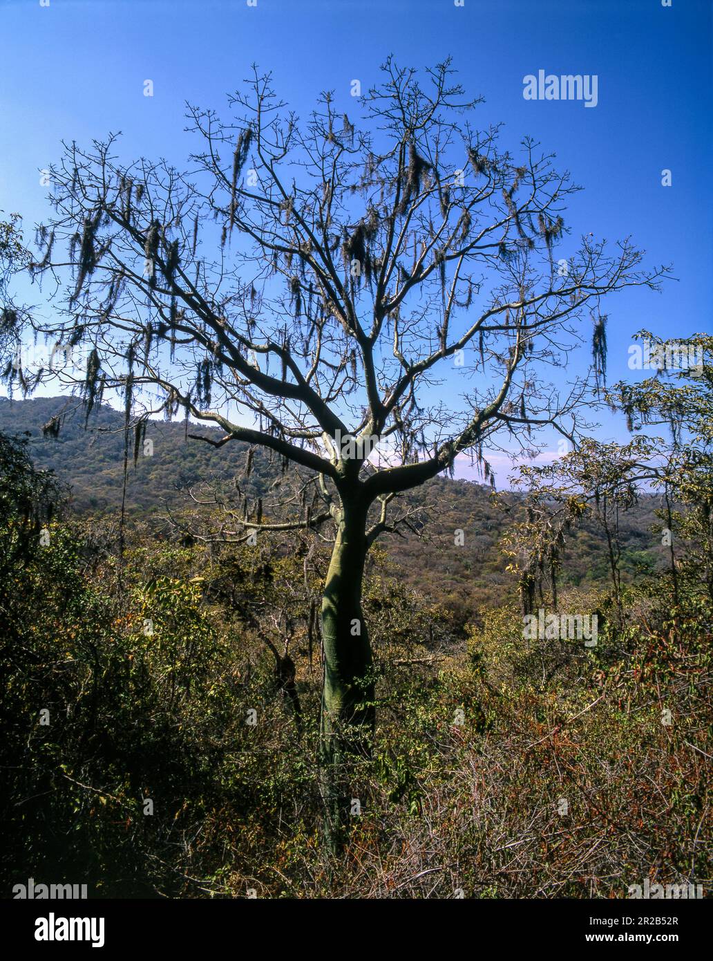 Peru.Tumbes.Parco Nazionale Cerros de Amotape.Foresta Bombax Foto Stock