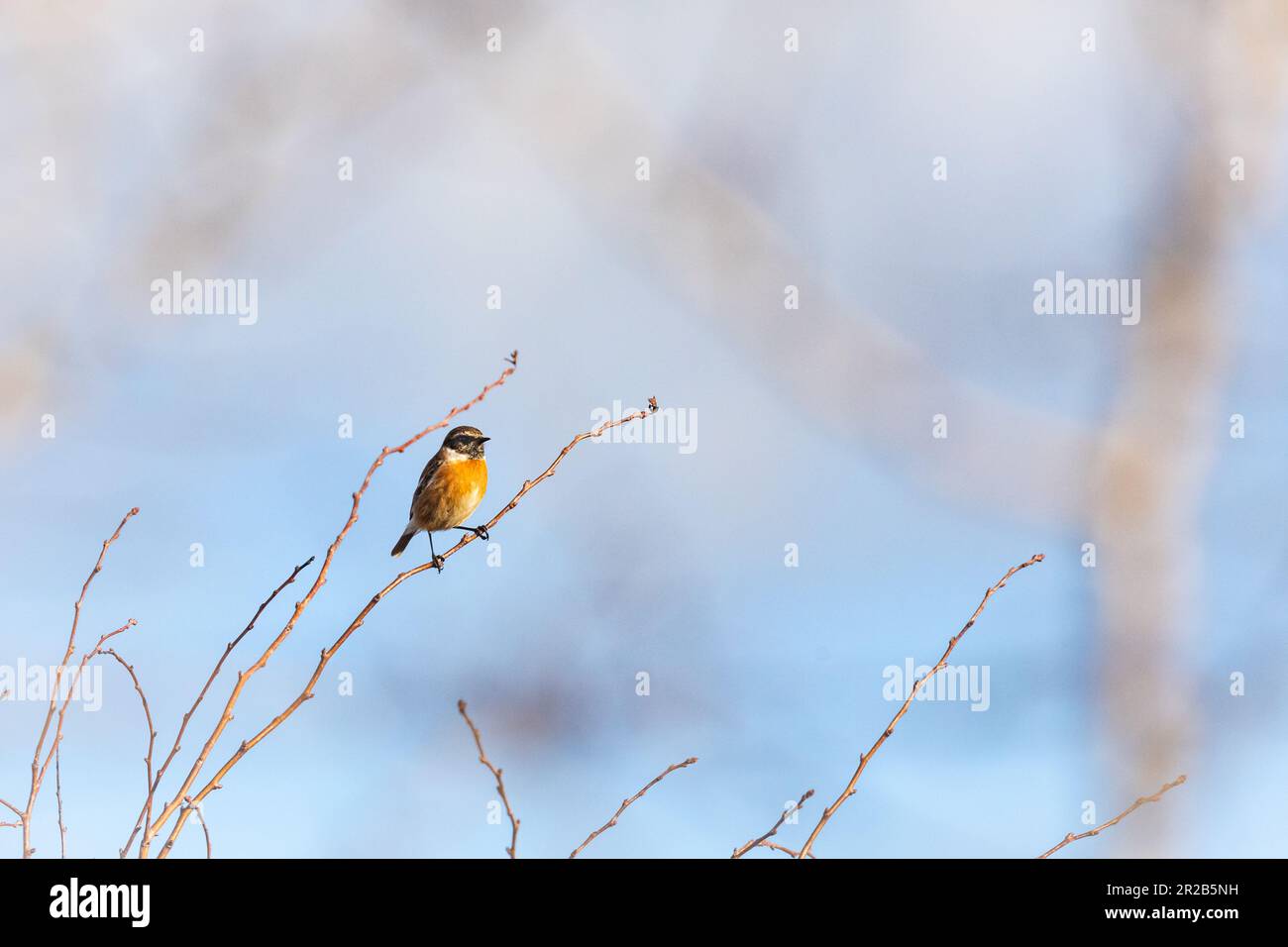 Un maschio stonechat (Saxicola rubicola) si aggancia nei ramoscelli superiori di un siepio a Steart Marsh nel Somerset Foto Stock