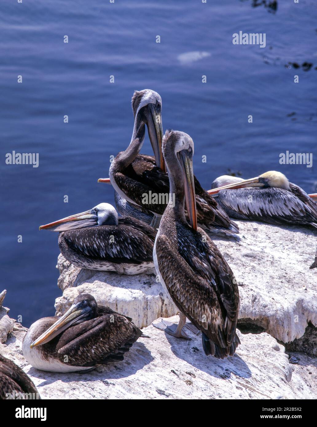 Colonie pelicane peruviane sulla costa di Tumbes, nel nord del Perù. Foto Stock