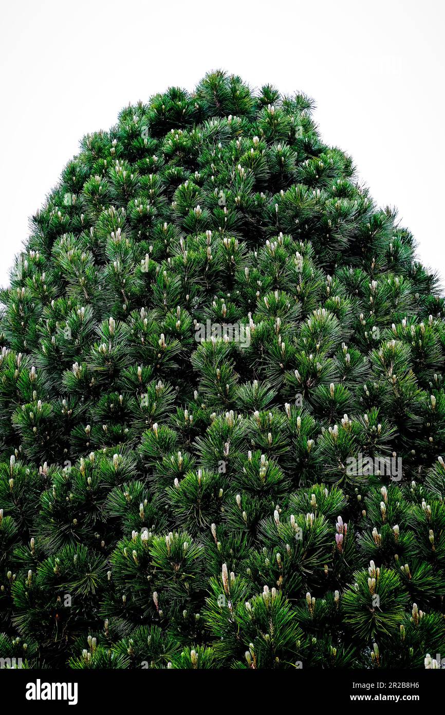 Un albero vibrante adornato con lussureggiante verde fogliame, in piedi alto e fornendo ombra, bellezza e un rinfrescante collegamento con le meraviglie della natura. Foto Stock