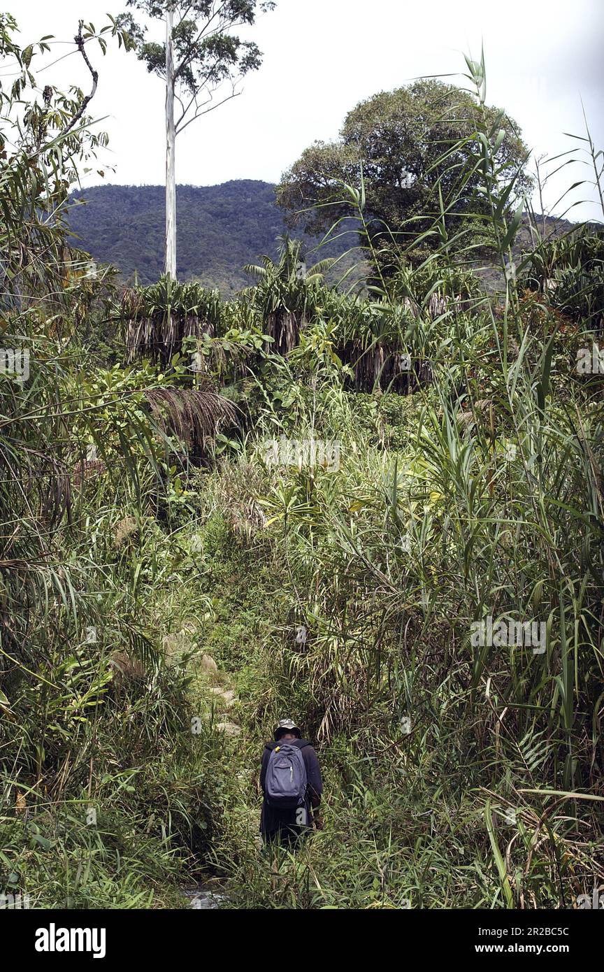 Papua Nuova Guinea; Highlands orientali; Goroka; Un escursionista che attraversa una foresta tropicale. Ein Wanderer durchquert einen tropischen Wald. Foto Stock