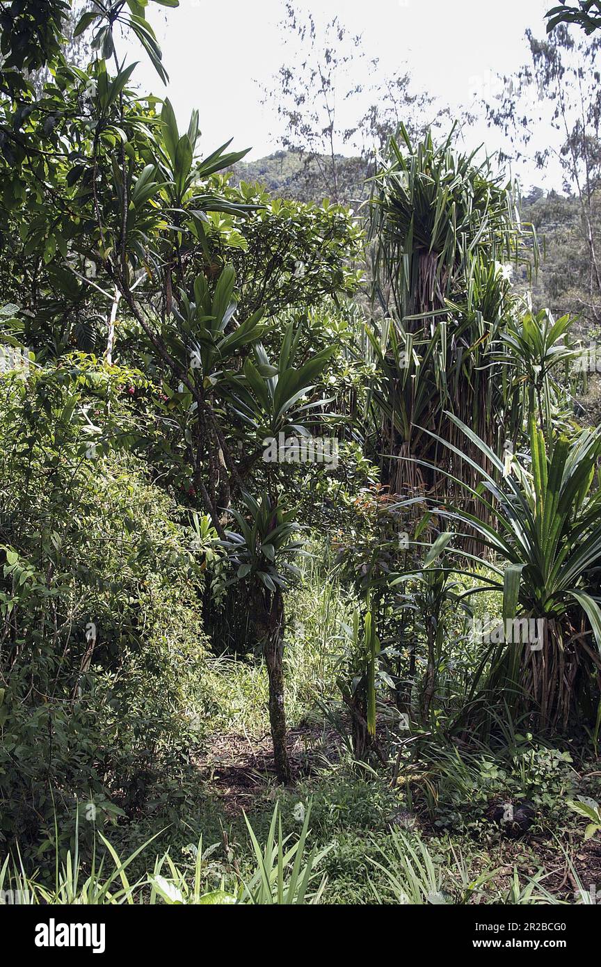 PNG Papua Nuova Guinea Highlands orientali Goroka paesaggio tipico in Papua typische Landschaft in Papua; typoy krajobraz wilgotny las równikowy w Papui Foto Stock