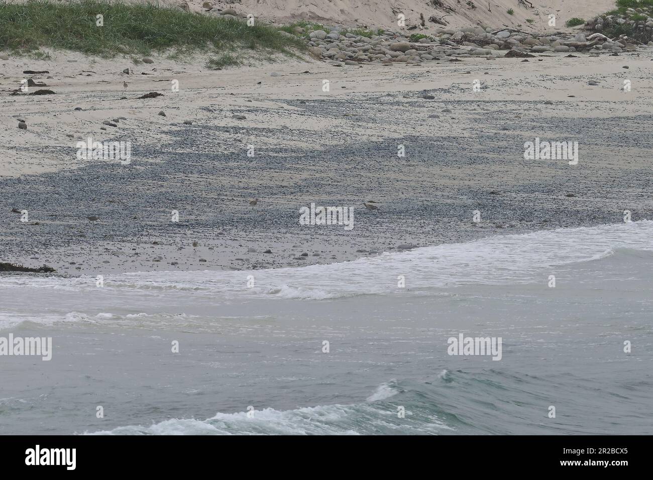 Pacific Grove, California, Stati Uniti. 18th maggio, 2023. La medusa azzurra (Velella velella) si è rivissa sull'idrozoico cosmopolita galleggiante California Shores che vive sulla superficie dell'oceano aperto. È comunemente conosciuta con i nomi di zattera marina, marinaio a vento, vela viola, piccola vela. (Credit Image: © Rory Merry/ZUMA Press Wire) SOLO PER USO EDITORIALE! Non per USO commerciale! Foto Stock