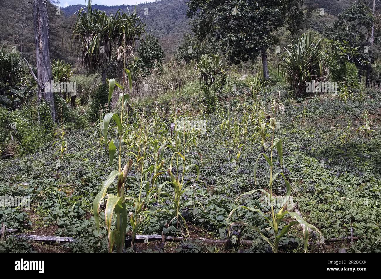 Papua Nuova Guinea; Highlands orientali; Goroka; Ipomoea Batatas; coltivazione di patate dolci nel cespuglio; Süßkartoffeln im Busch anbauen; Cultivo de Batatas Foto Stock