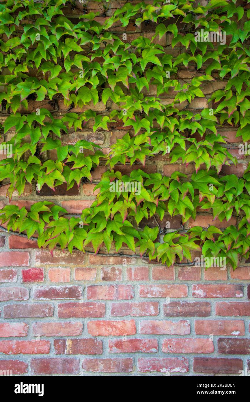 Ivy verde-leaved su parete rossa dell'argilla - ritratto Foto Stock