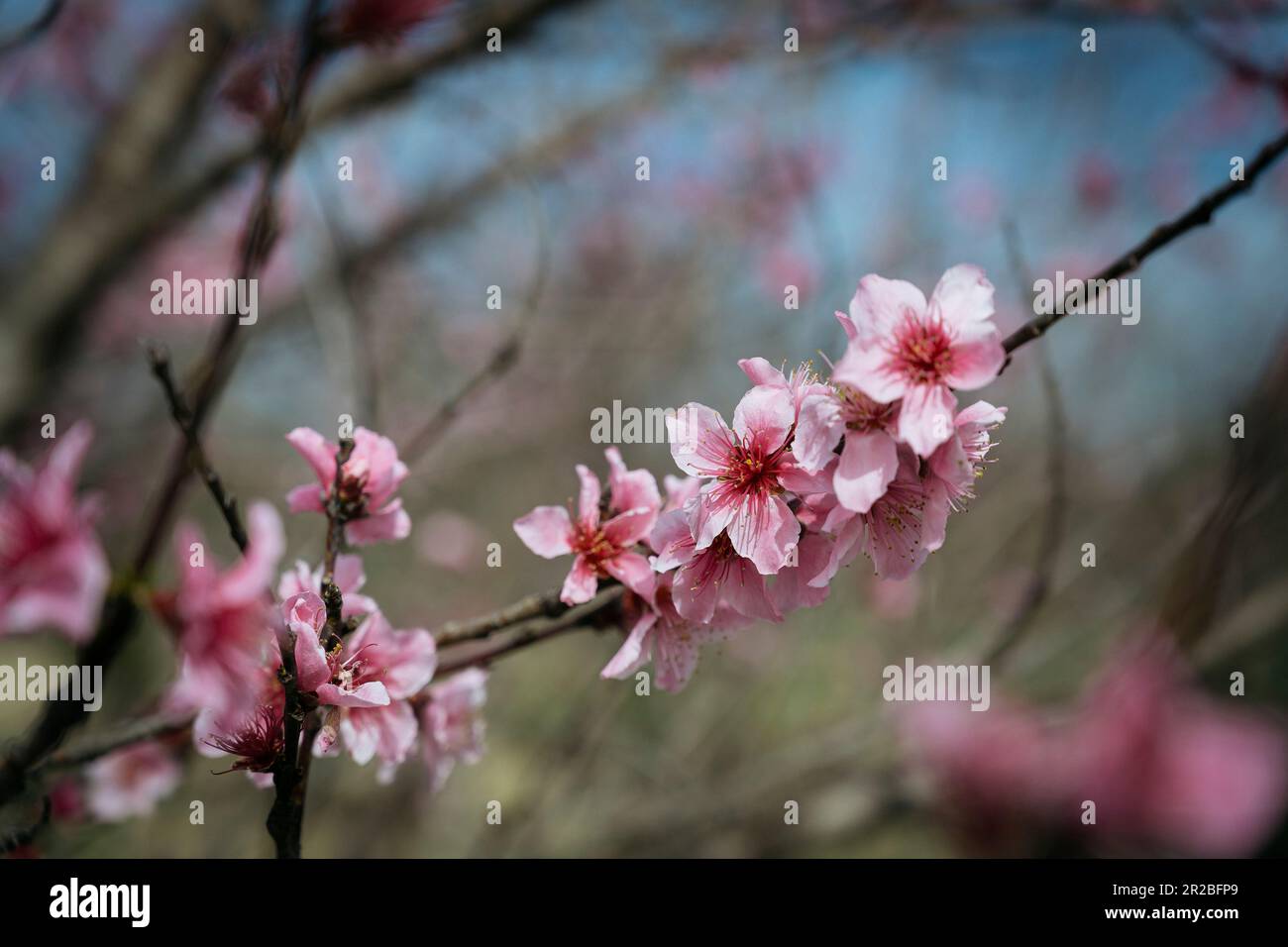 Fiori rosa su un Cercis canadensis, o albero di germoglio rosso, un albero fiorito, nel periodo di fioritura primaverile in Montgomery Alabama, USA. Foto Stock