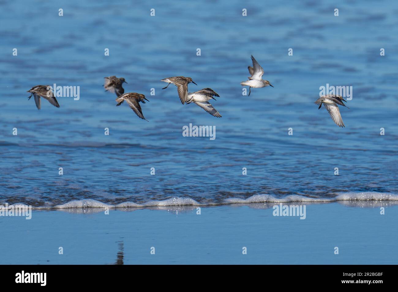 Uccelli marini che volano in volo. Crescent Beach, Crescent City, California Foto Stock