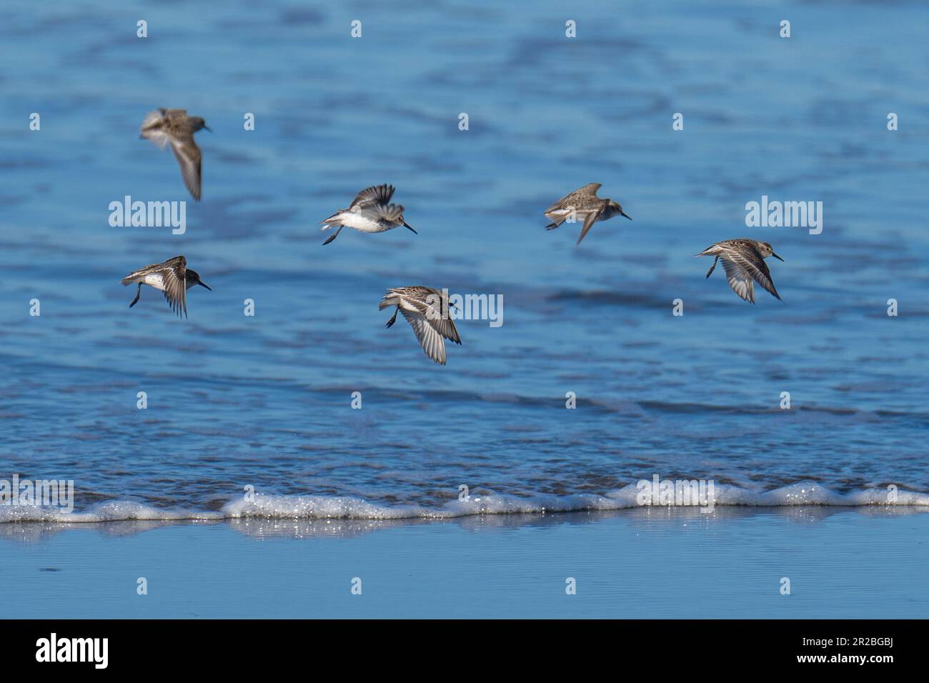 Uccelli marini che volano in volo. Crescent Beach, Crescent City, California Foto Stock