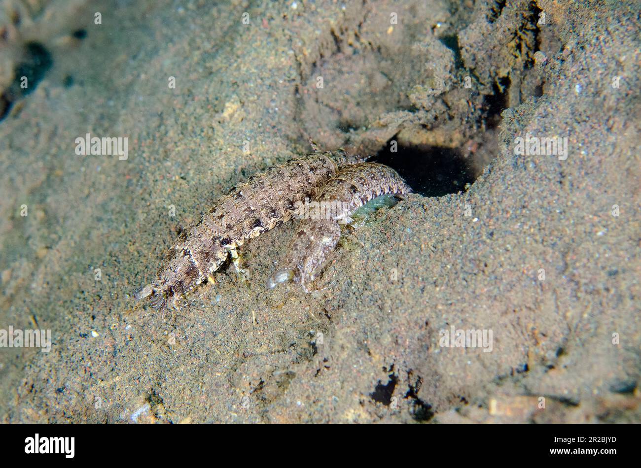 A scacchi Mantis Shrimp, Pseudosquilla ciliata, coppia buca di uscita, sito di immersione Melasti, Tulamben, Reggenza di Karangasem, Bali, Indonesia Foto Stock