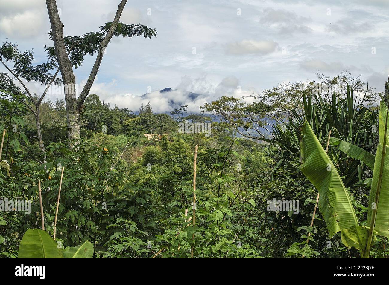 PNG Papua Nuova Guinea Highlands orientali Goroka paesaggio tipico in Papua typische Landschaft in Papua; typoy krajobraz wilgotny las równikowy w Papui Foto Stock