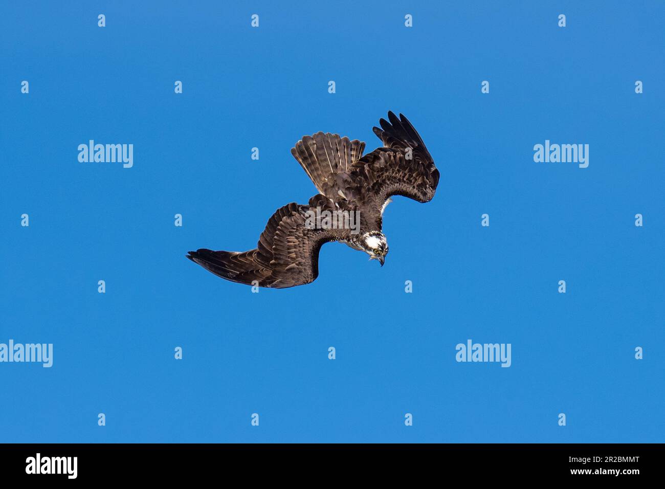 Osprey volare immersioni in volo. Lago Emigrant, Ashland, Oregon Foto Stock