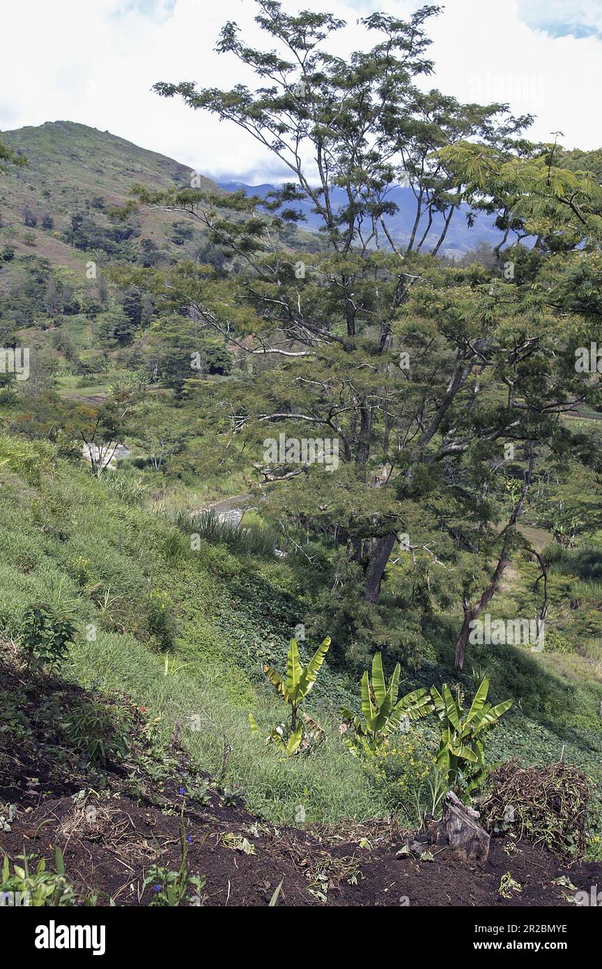 PNG Papua Nuova Guinea Highlands orientali Goroka paesaggio tipico in Papua typische Landschaft in Papua; typoy krajobraz wilgotny las równikowy w Papui Foto Stock