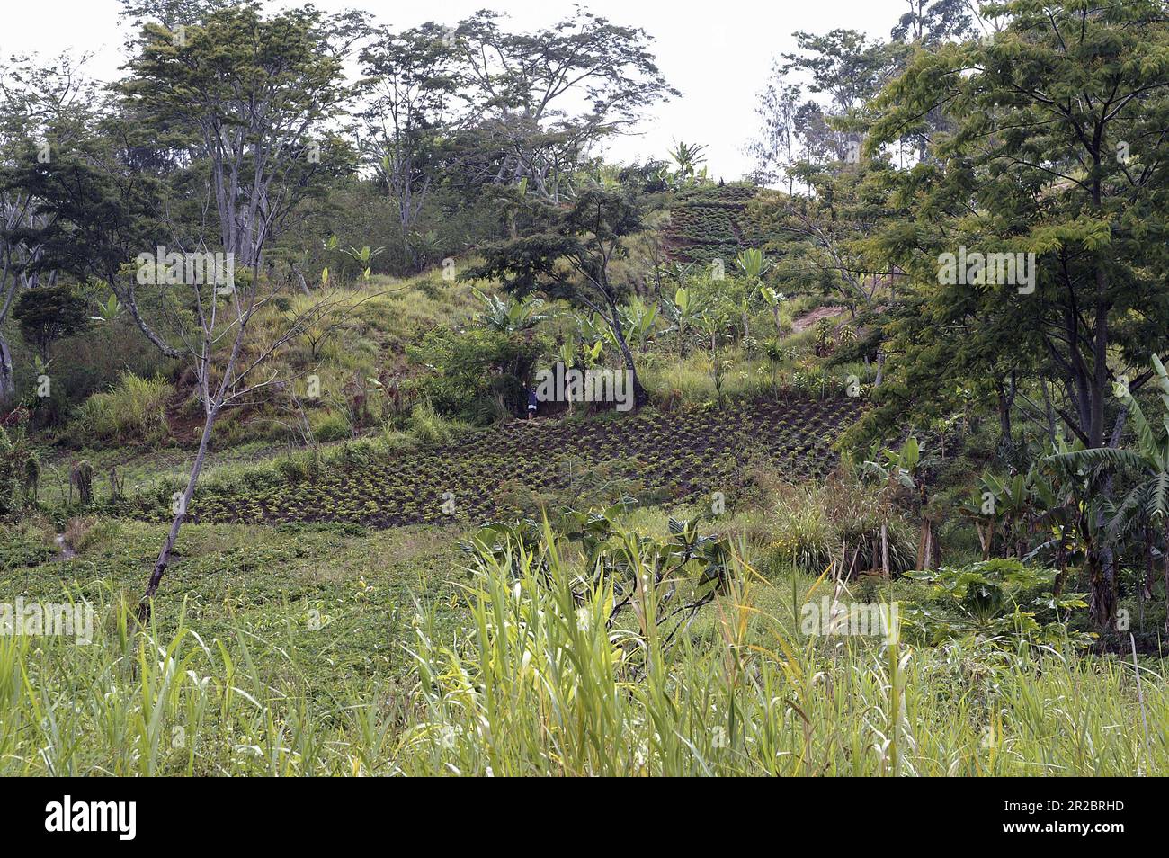 Papua Nuova Guinea; Highlands orientali; Goroka; Ipomoea Batatas; coltivazione di patate dolci nel cespuglio; Süßkartoffeln im Busch anbauen; Cultivo de Batatas Foto Stock