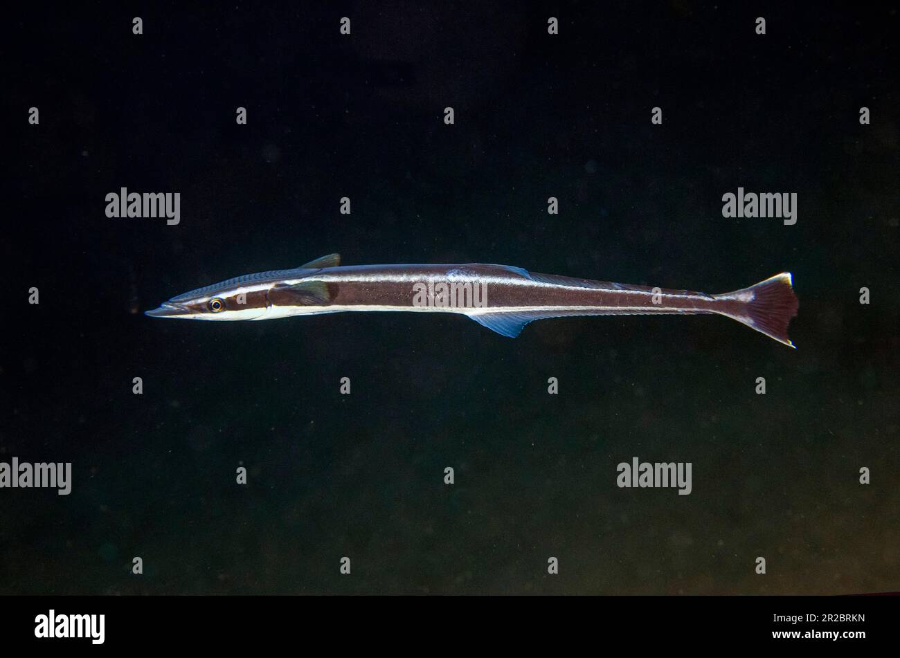 Slamender Sukkerfish, Echeneis naucrates, sito di immersione Seraya, Tulamben, Karangasem Regency, Bali, Indonesia Foto Stock