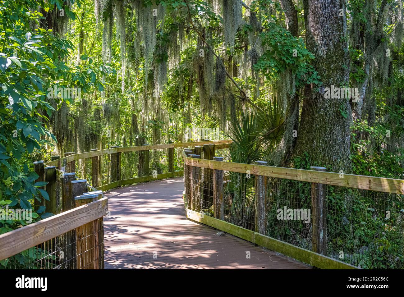 Sentiero panoramico e verdeggiante lungo il West Orange Boardwalk che conduce al lago Apopka presso la riserva naturale di Oakland a Oakland, Florida, vicino a Orlando. (USA) Foto Stock