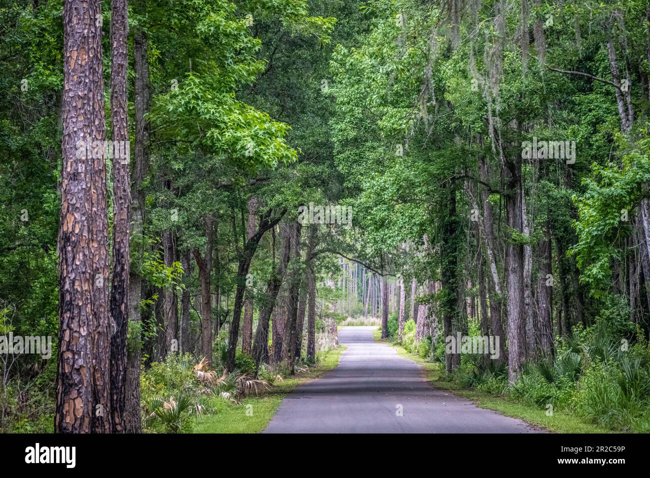 Strada forestale che conduce al centro visitatori Alachua Savanna presso il Paynes Prairie Preserve state Park a Micanopy, Florida. (USA) Foto Stock