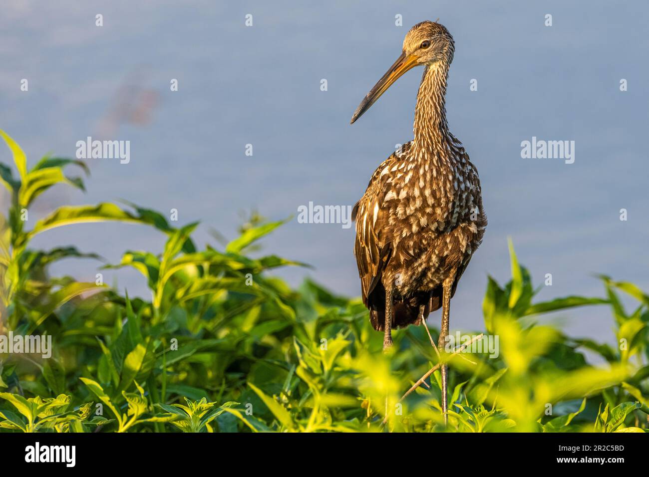 Limpkin (Aramus guarauna) al Paynes Prairie Preserve state Park a Micanopy, Florida, vicino a Gainesville. (USA) Foto Stock